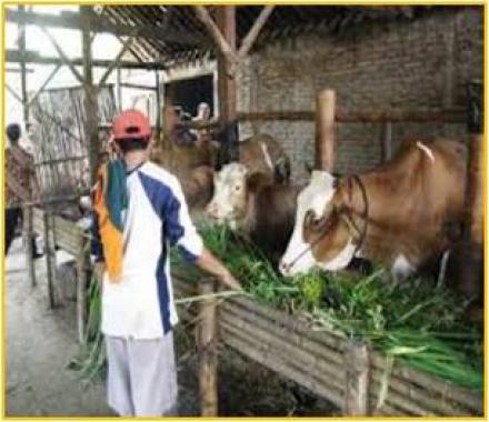 Potensi kelompok Ternak Sapi dan Kambing Desa Sitimulyo